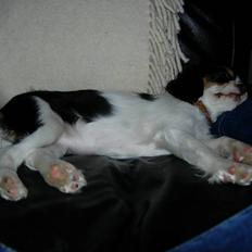 Cavalier king charles spaniel Trika