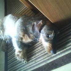 Gravhund Mokkers Diva (Ronja)