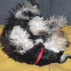 Dvaergschnauzer Rosita