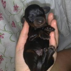 Miniature gravhund Merle