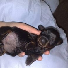 Miniature gravhund Merle