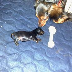 Miniature gravhund Merle