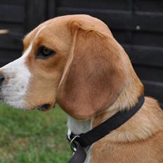 Beagle Freja