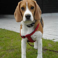 Beagle Freja