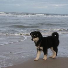 Finsk lapphund Wasikka