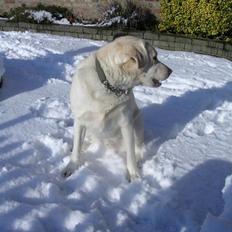 Labrador retriever Buster