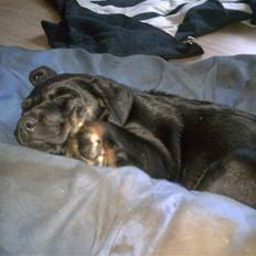 Blanding af racer Midde