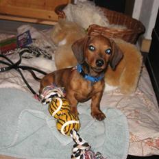 Gravhund Tikko DØD  :o(