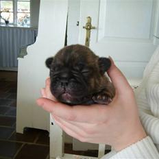 Fransk bulldog Lui Aimee Ingolf