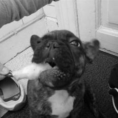 Fransk bulldog Lui Aimee Ingolf