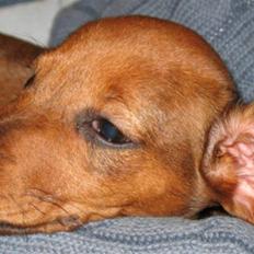 Gravhund Tikko DØD  :o(