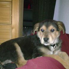 Blanding af racer Bailey