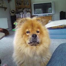 Chow chow molly