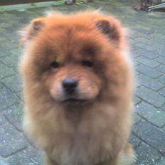 Chow chow molly