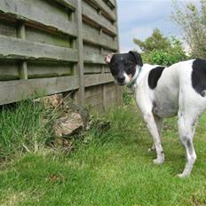 Dansk svensk gaardhund Eddie R.I.P. 28/6 2010