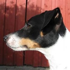 Dansk svensk gaardhund Eddie R.I.P. 28/6 2010