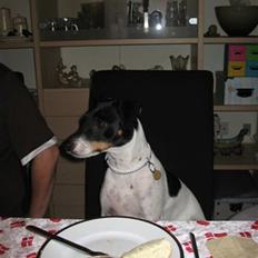 Dansk svensk gaardhund Eddie R.I.P. 28/6 2010