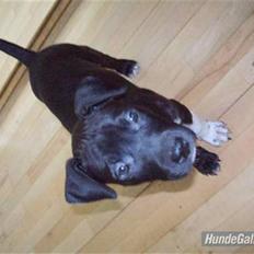 Amerikansk staffordshire terrier Zippo