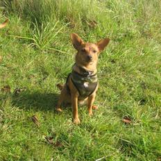 Blanding af racer Ellie