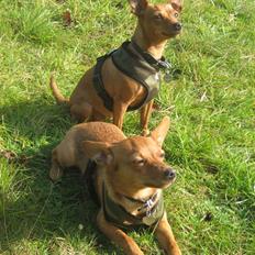 Blanding af racer Ellie