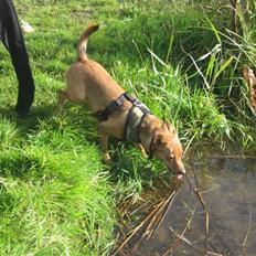 Blanding af racer Ellie