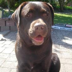 Labrador retriever Lab.Dog's Yasmin (Cocio)