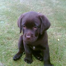 Labrador retriever Lab.Dog's Yasmin (Cocio)