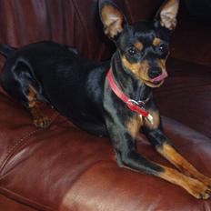 Dvaergpinscher Zara