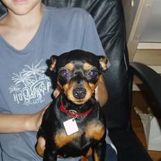 Dvaergpinscher Zara