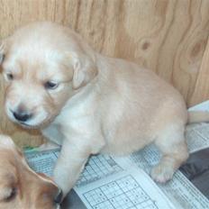 Golden retriever Karla