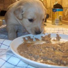 Golden retriever Karla