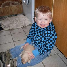 Golden retriever Karla