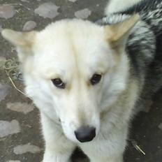 Grønlandshund Midya