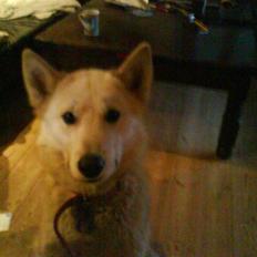 Grønlandshund Midya