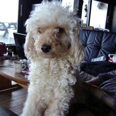 Mellempuddel Trutfisk.himmelhunden