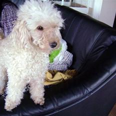 Mellempuddel Trutfisk.himmelhunden