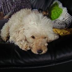 Mellempuddel Trutfisk.himmelhunden