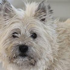 Cairn terrier Oliver