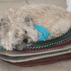 Cairn terrier Oliver