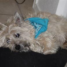 Cairn terrier Oliver