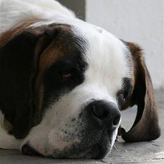 Sankt bernhardshund Conrad 