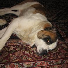 Sankt bernhardshund Conrad 