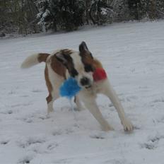 Sankt bernhardshund Conrad 