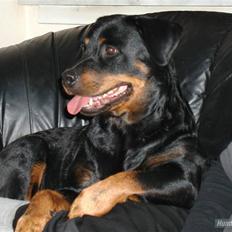 Rottweiler Nidhøg´s Måne -  R.I.P <3