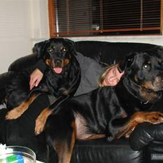 Rottweiler Nidhøg´s Måne -  R.I.P <3