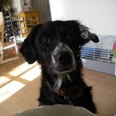 Blanding af racer Troja 