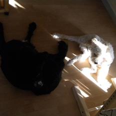 Blanding af racer Troja 