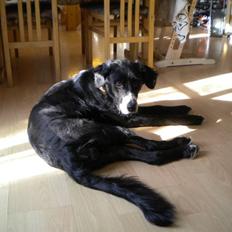 Blanding af racer Troja 