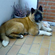 American Akita Brooklyn