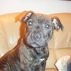 Staffordshire bull terrier Batman